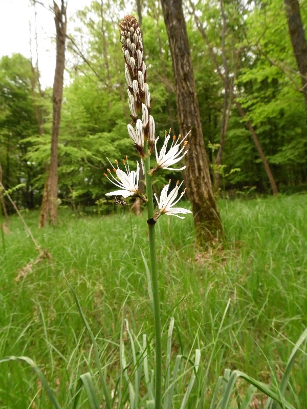 Parco del Ticino 26.4.13